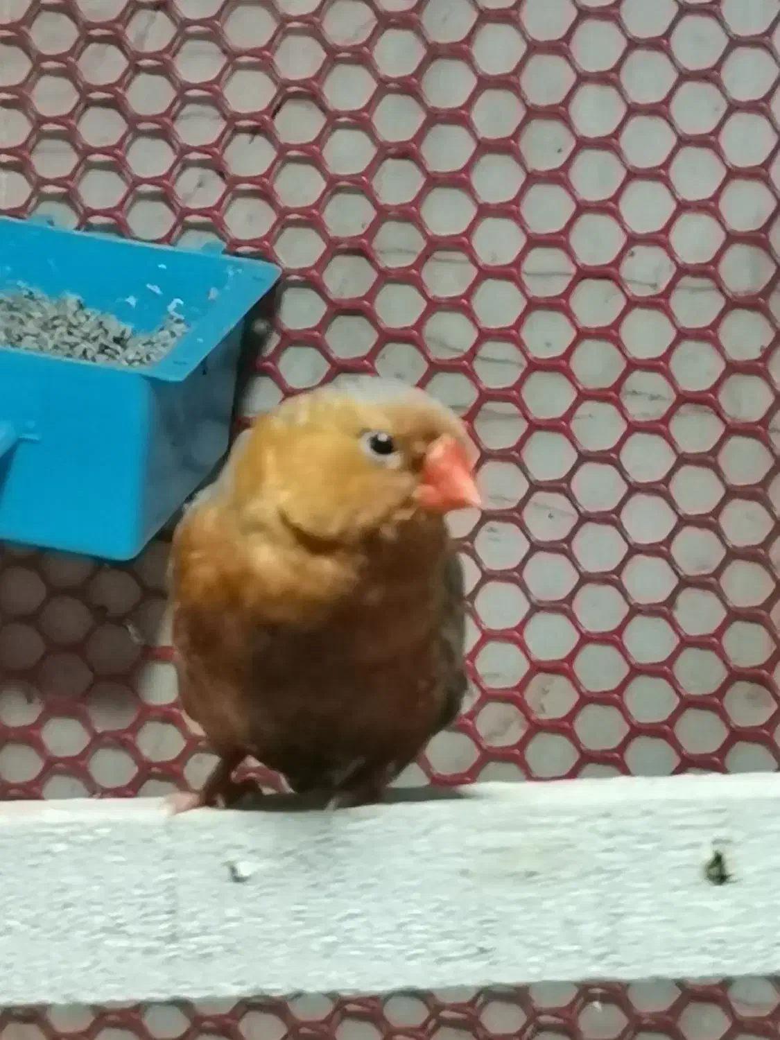 فنچ فول اورنج هالف اورنج شارکول، کرواتی، زبرا ابلغ|پرنده|تهران, امام زاده حسن|دیوار