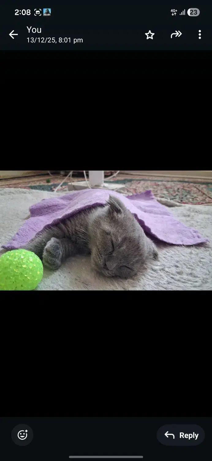 گربه اسکاتیش ماده|گربه|کرمان, |دیوار