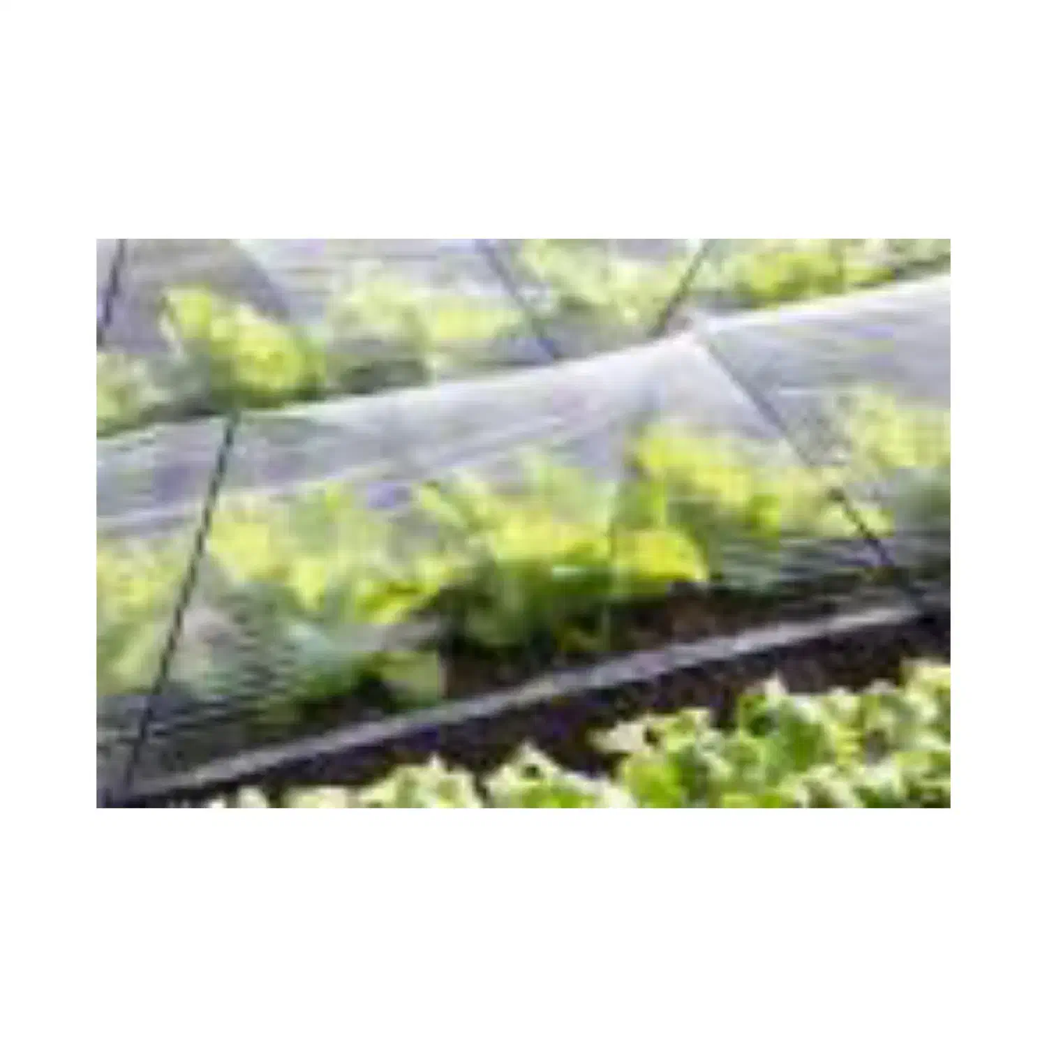 نایلون کشاورزی ، مالچ و گلخانه|عمدهفروشی|اصفهان, باغ دریاچه|دیوار