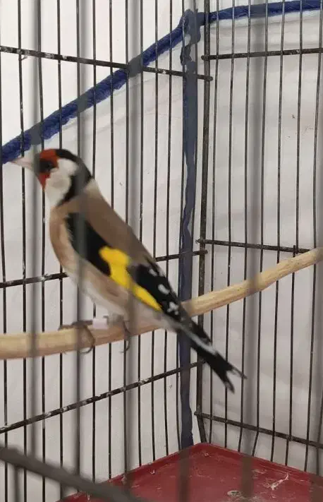 سهره|پرنده|اراک, |دیوار