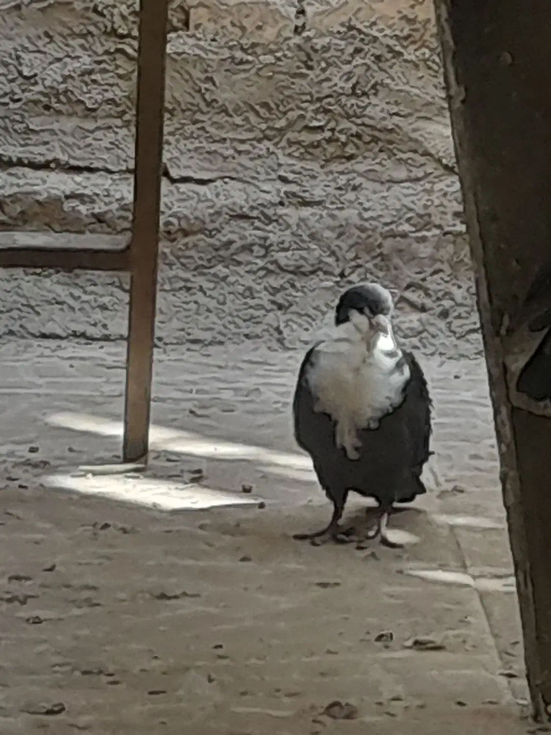 کبوتر|پرنده|یزد, |دیوار