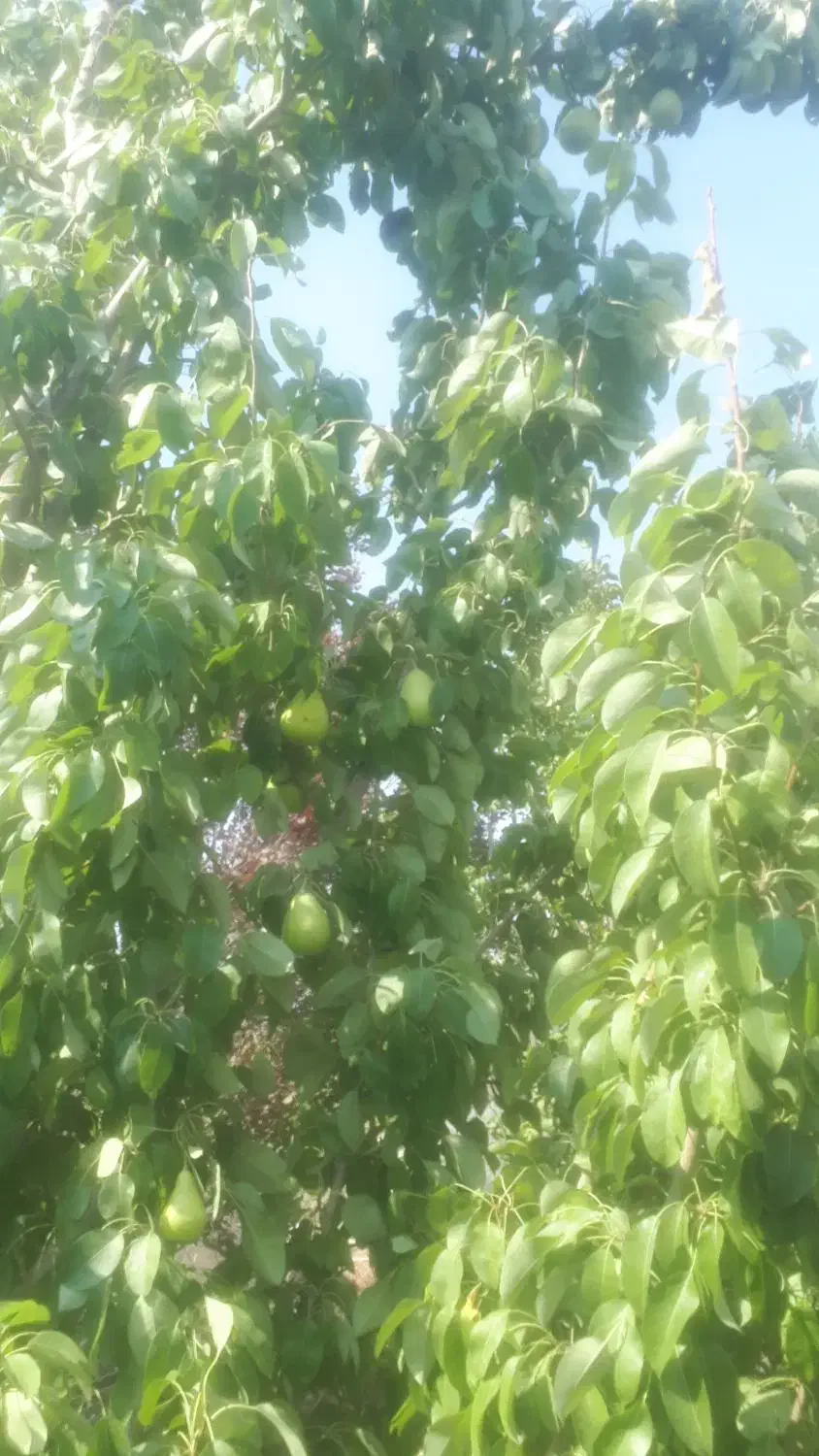 باغ گل محمدی و درختان میوه|فروش دفتر صنعتی، کشاورزی، تجاری|برزک, |دیوار