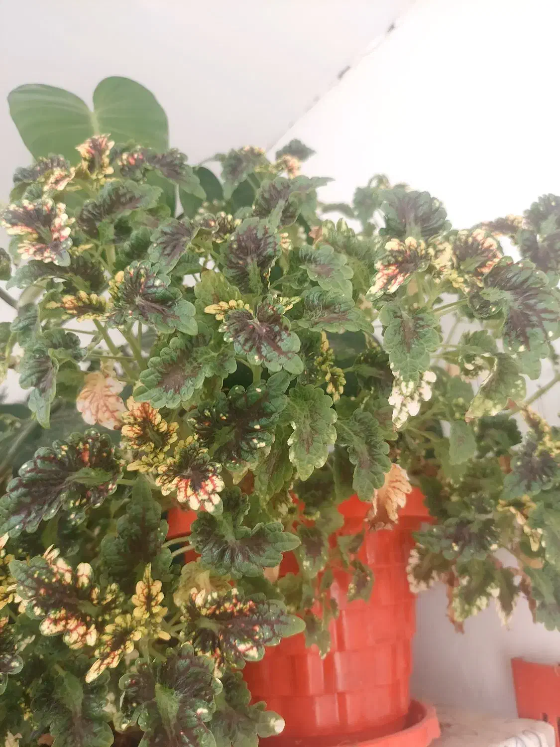 گل آپارتمانی|گل و گیاه طبیعی|الوند, |دیوار