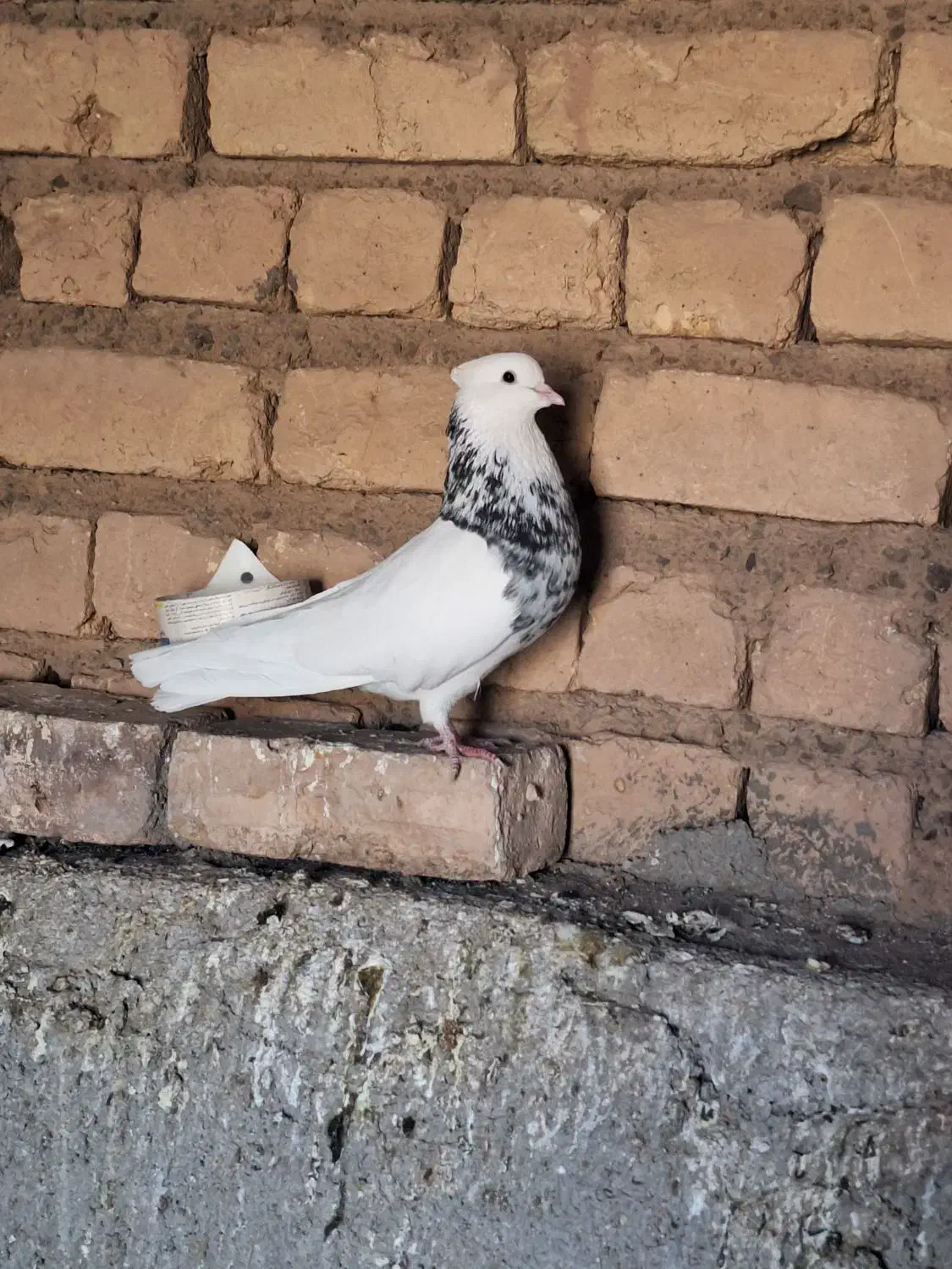 کبوتر طوقی زرین|پرنده|کهک, |دیوار