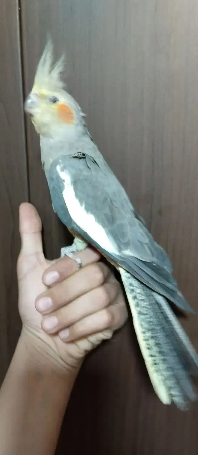 پرنده|پرنده|فولادشهر, A3|دیوار