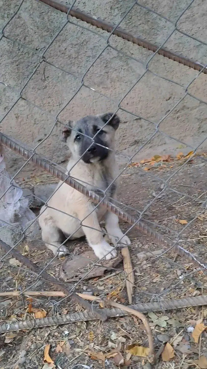 واگذاری توله سرابی|سگ|محمدیه-قزوین, |دیوار