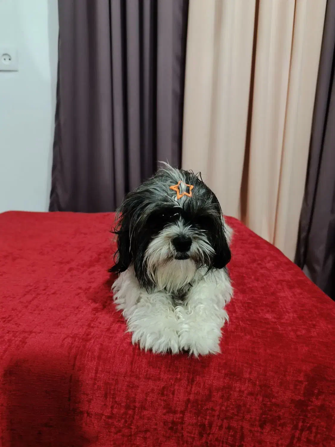 سگ شیتزوپیداشده|حیوانات|آمل, |دیوار