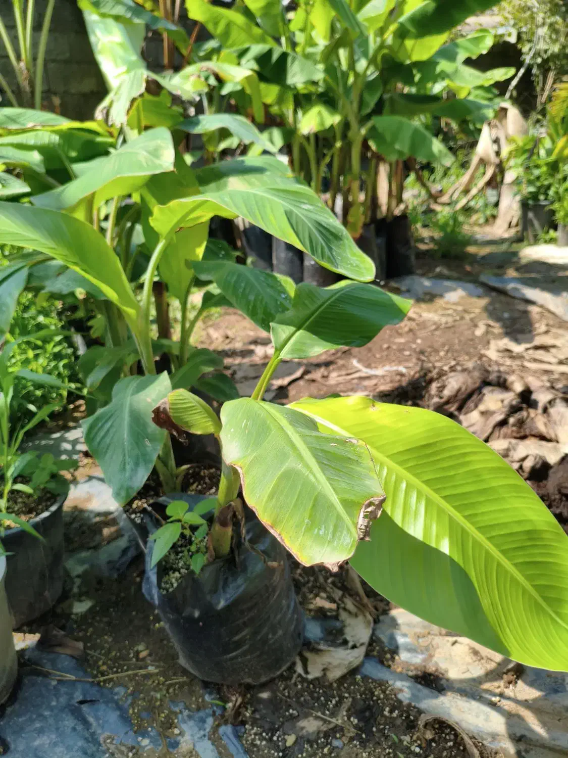 موز بیرونی و معتدله تا سردسیری|گل و گیاه طبیعی|لاهیجان, آهندان|دیوار