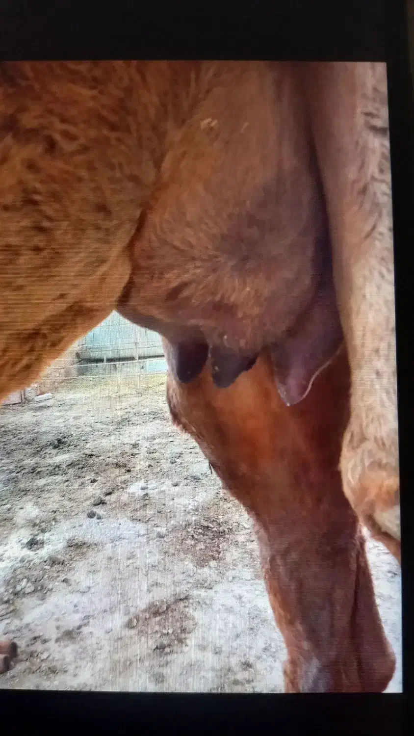 شتر شیری|حیوانات مزرعه|آق قلا, |دیوار