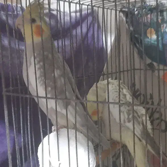 عروس هلندی|پرنده|کرج, کمال‌شهر|دیوار