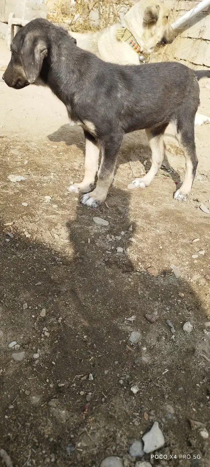 توله سگ عراقی|سگ|میاندوآب, |دیوار