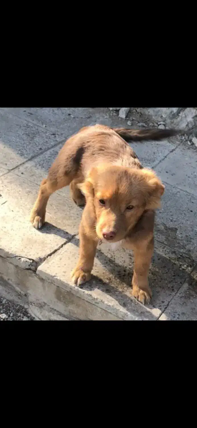 گمشده|حیوانات|بروجرد, |دیوار