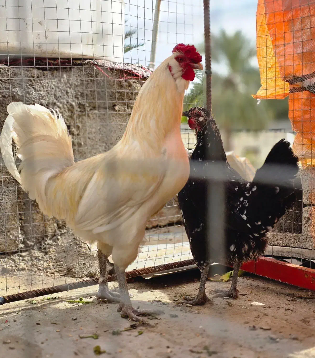 مرغ گلین|حیوانات مزرعه|جم, |دیوار