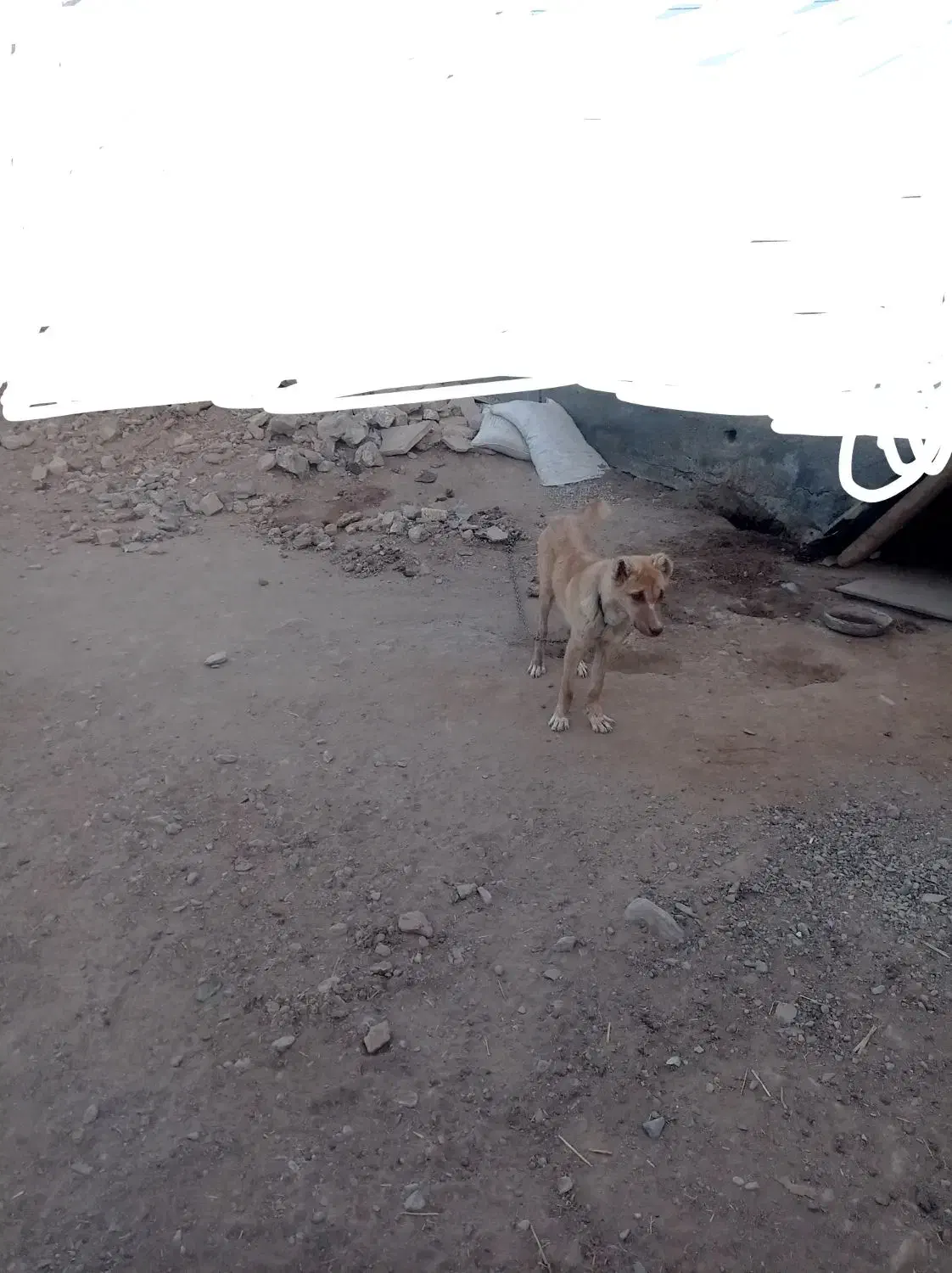 سگ نر|سگ|رضویه, |دیوار