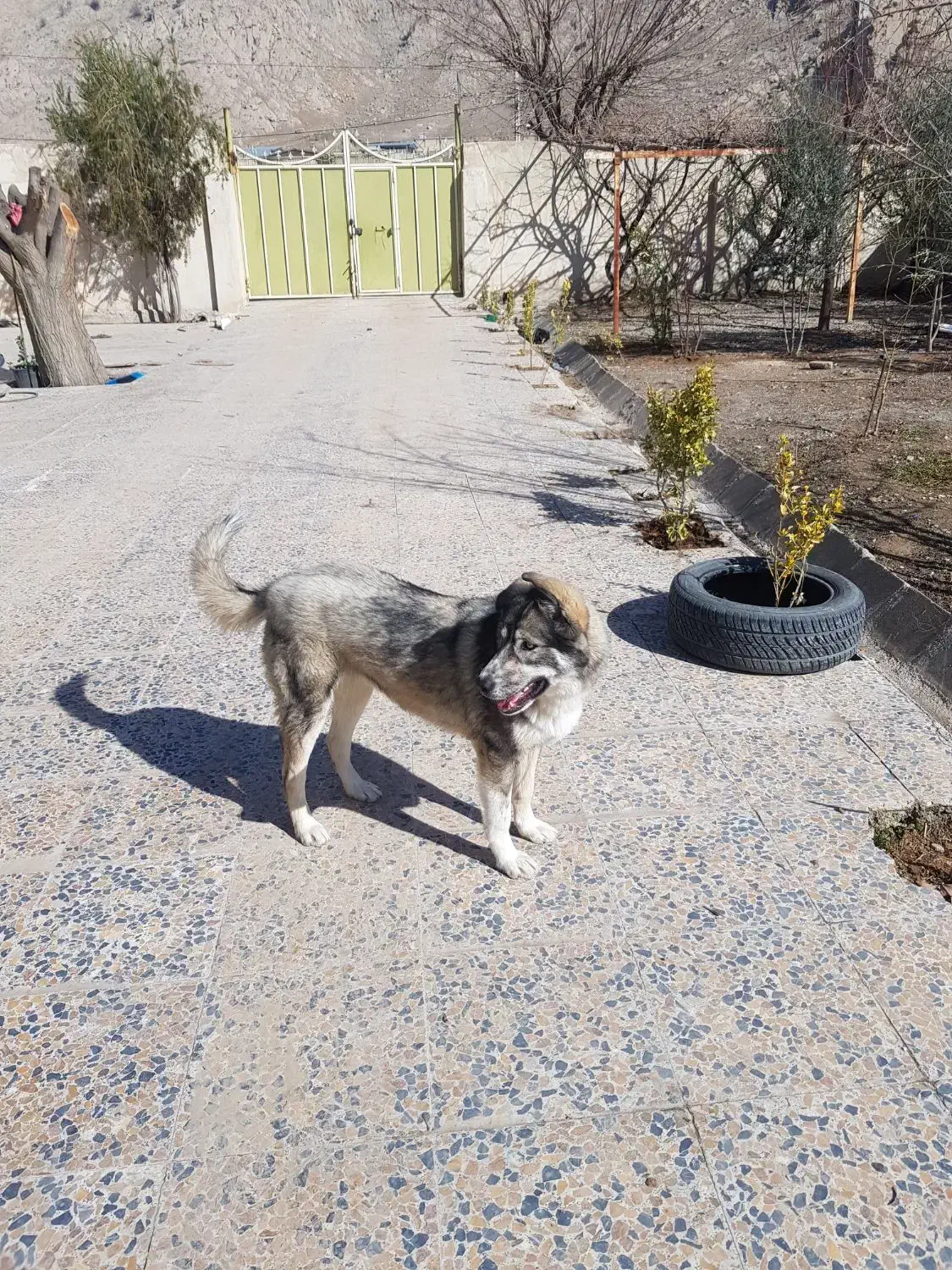 سگ ژرمن هاسکی|سگ|خرم‌آباد, |دیوار