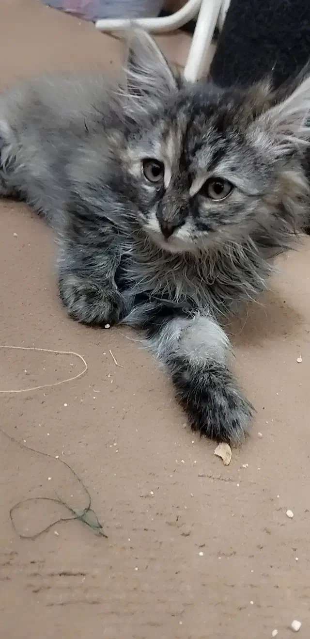 گربهdlhمیکس|گربه|مشهد, امیرآباد|دیوار