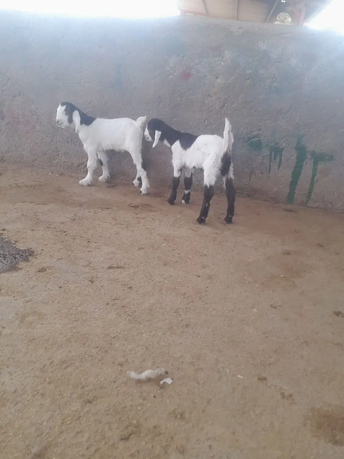 خرید فروش انواع بره شیری وبزغاله|حیوانات مزرعه|تربتحیدریه, باغ سلطانی|دیوار