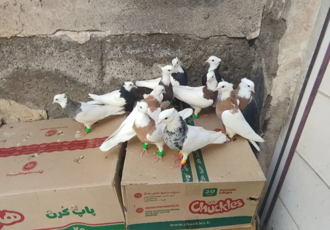 طوقی اصل کرمانشاهی|پرنده|رشت, چمارسرا|دیوار