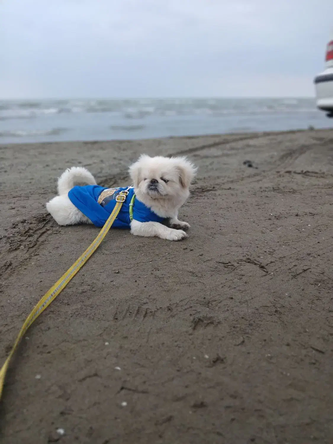 سگ خارجی فوری پکینیزاصل امپریال|سگ|هشتگرد, شهرک راه آهن|دیوار