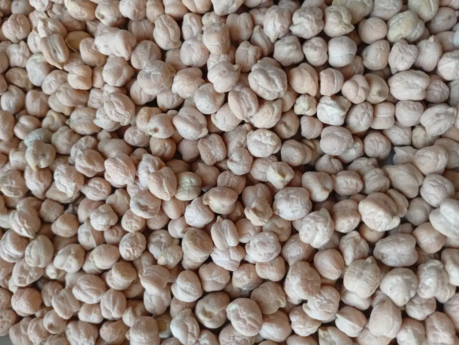 نخود خووش|خوردنی و آشامیدنی|شباب, |دیوار