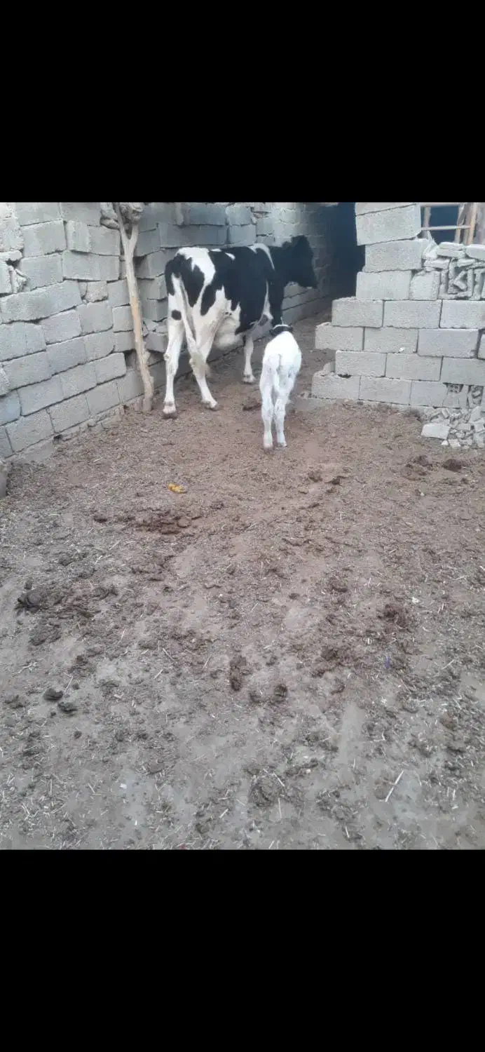 گاو گوساله نر|حیوانات مزرعه|بهبهان, |دیوار