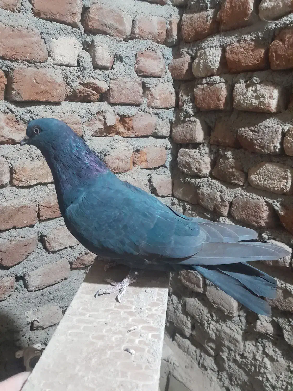 کبوتر دم سفید ماده|پرنده|ثمرین, |دیوار