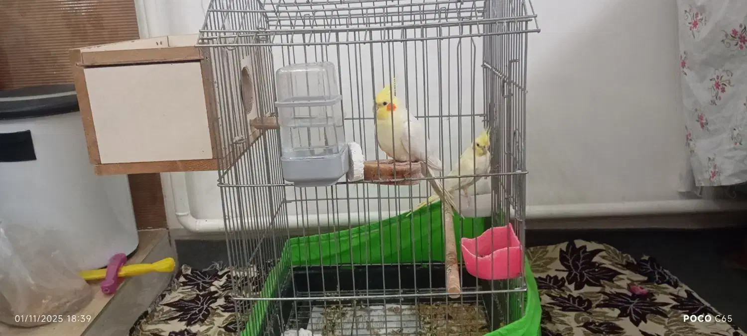 عروس هلندی لوتینو مولد|پرنده|سجاس رود, |دیوار