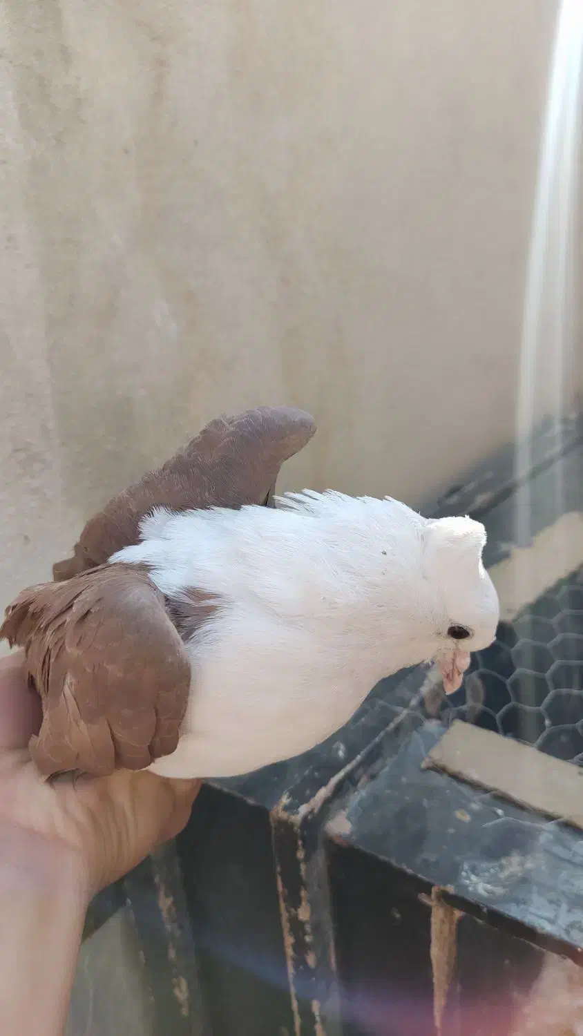 کفتر حسابی|پرنده|قم, قلعه کامکار|دیوار