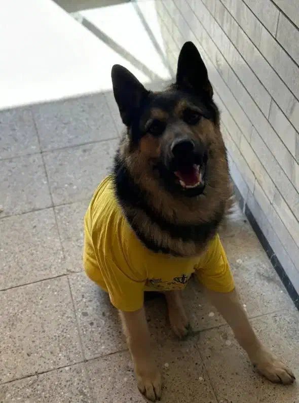 ژرمن|سگ|اصفهان, نقش جهان|دیوار