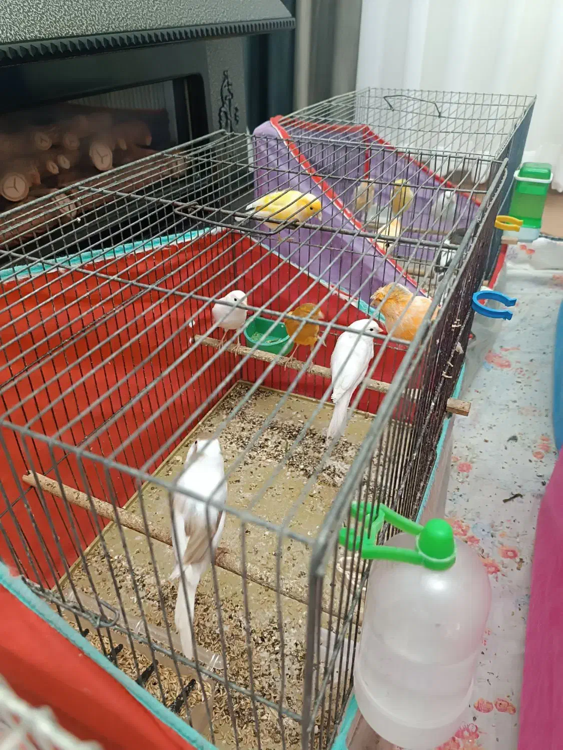 قناری نر و ماده مست درجه یک خانگی|پرنده|شیراز, رکن‌آباد|دیوار