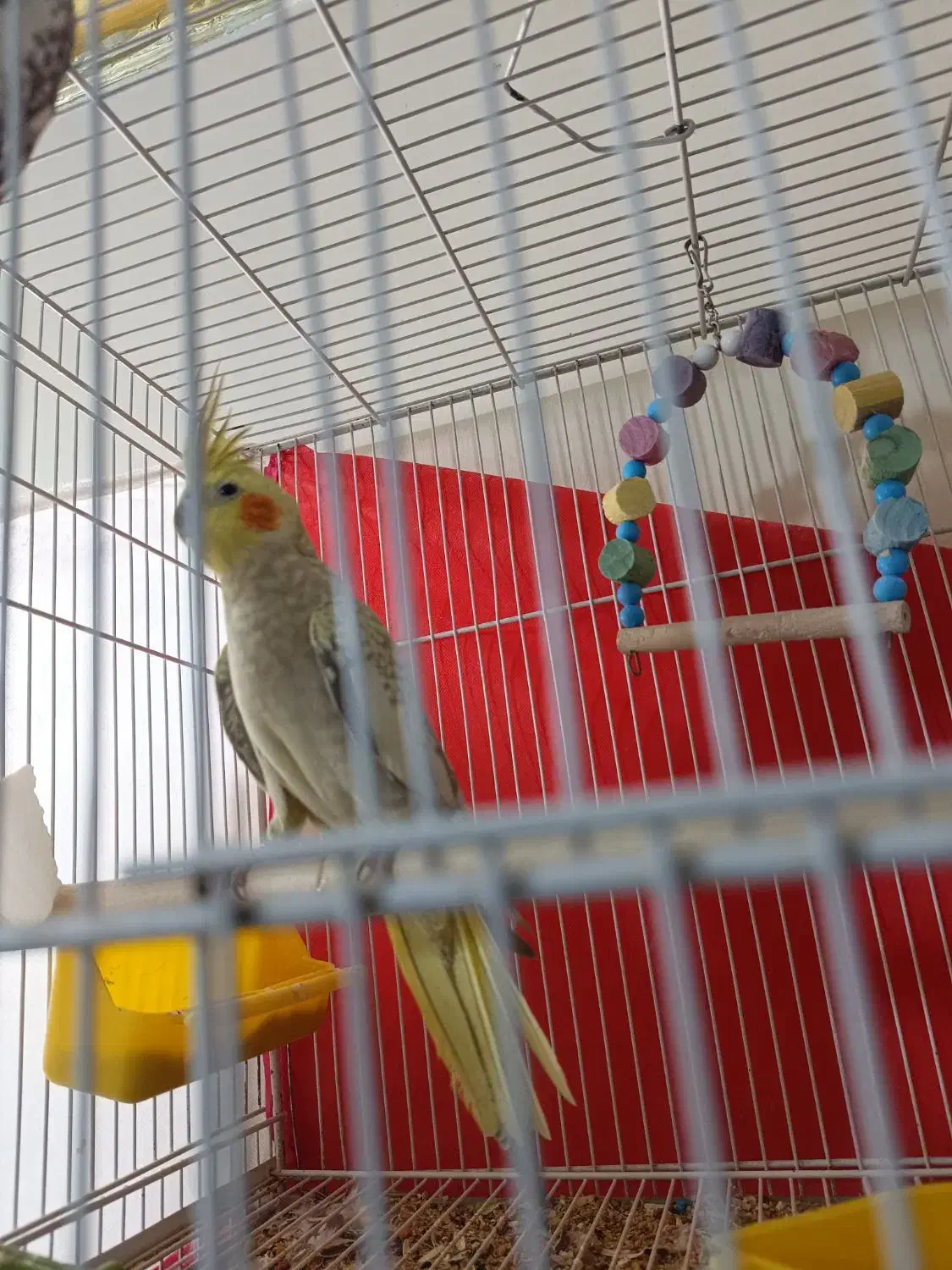 عروس هلندی مولد|پرنده|سراوان, |دیوار