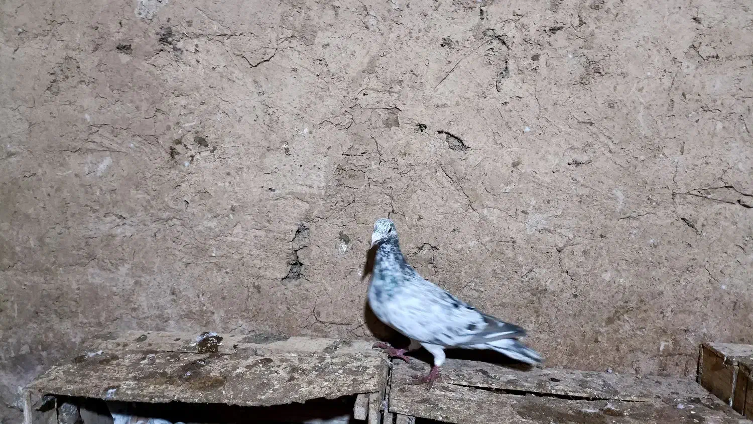 هفترنگ|حیوانات|قزوین, |دیوار