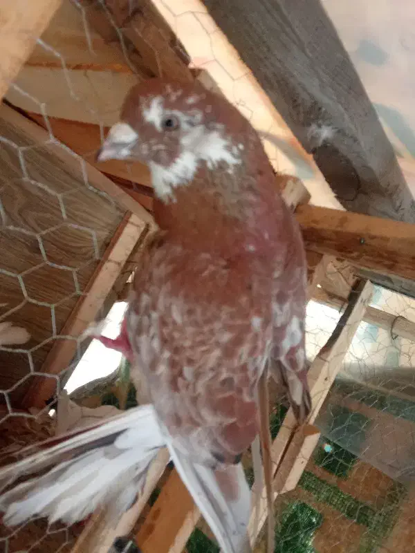 کفتر|پرنده|رشت, سلیمانداراب|دیوار