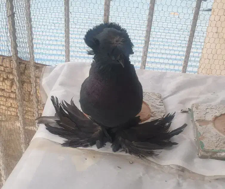 کبوتر زینتی تزیینی بخارا اصل وارداتی ترکیه|پرنده|تهران, پارک شهر|دیوار