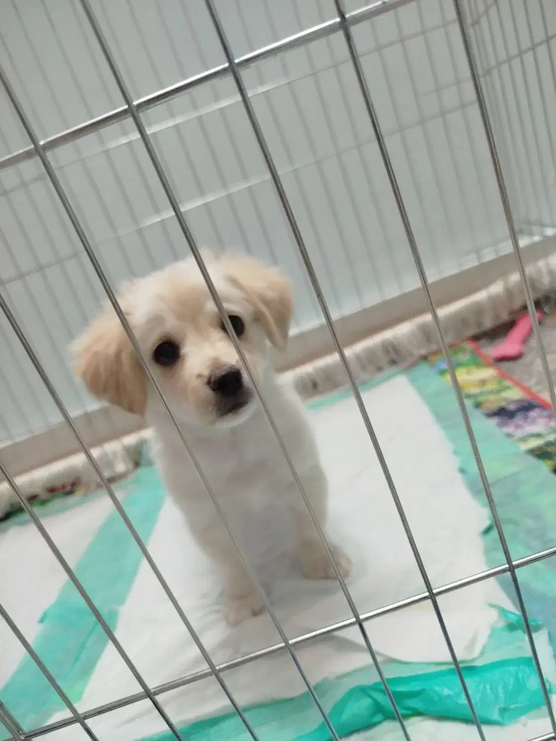 سگ اشپتیز پامر|سگ|کاشان, کشاورز|دیوار