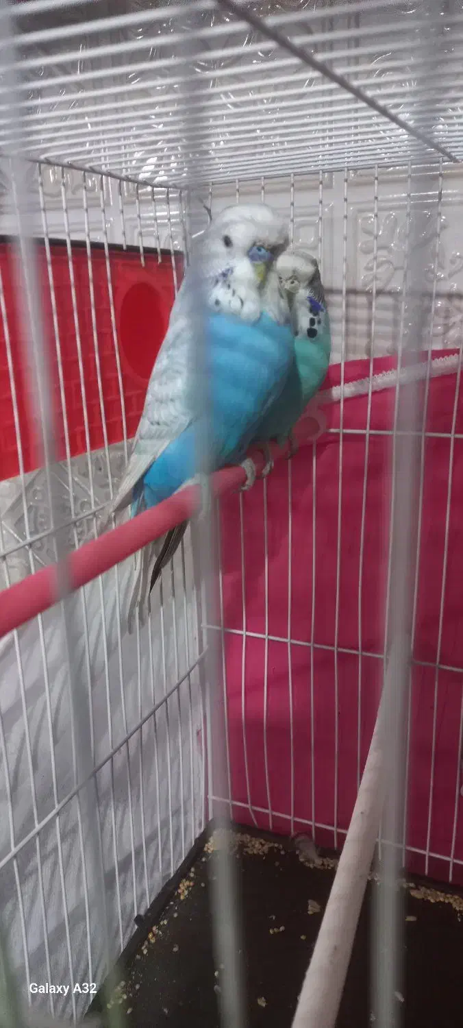 مرغ عشق انگلیسی. خیلی درشت. رنگ خواص|پرنده|قدس, شهرقدس|دیوار