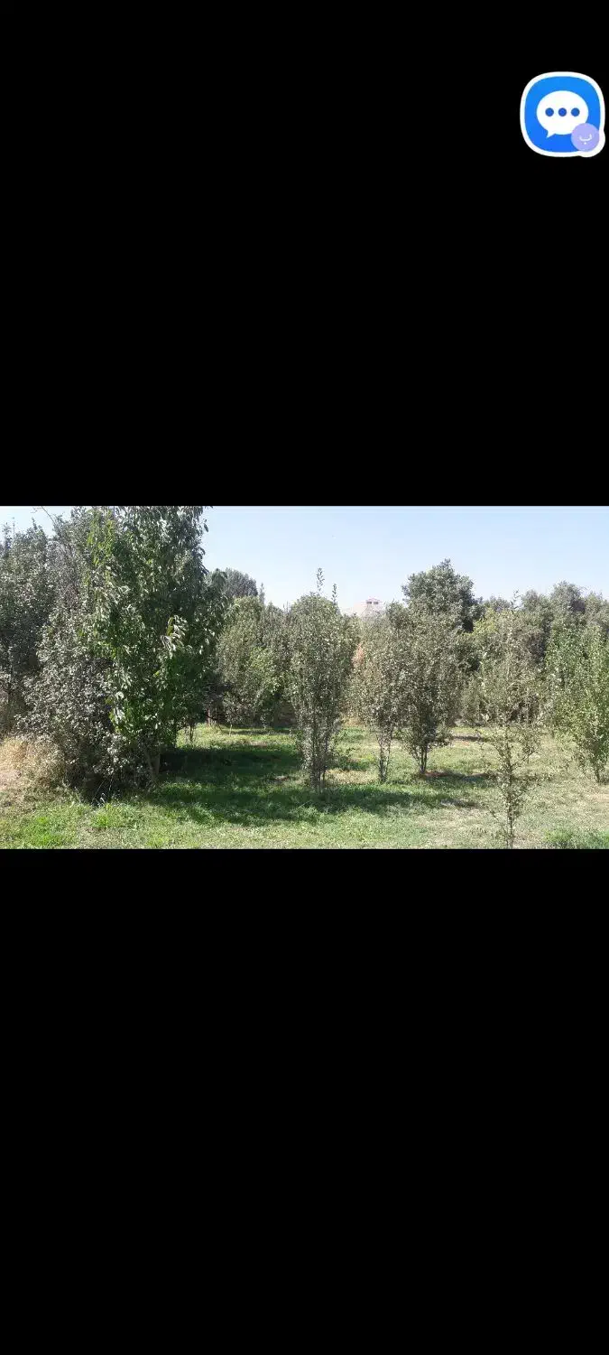 باغ هزار متر در شهر آوج با آب و درختان صد ساله|فروش دفتر صنعتی، کشاورزی، تجاری|آوج, |دیوار