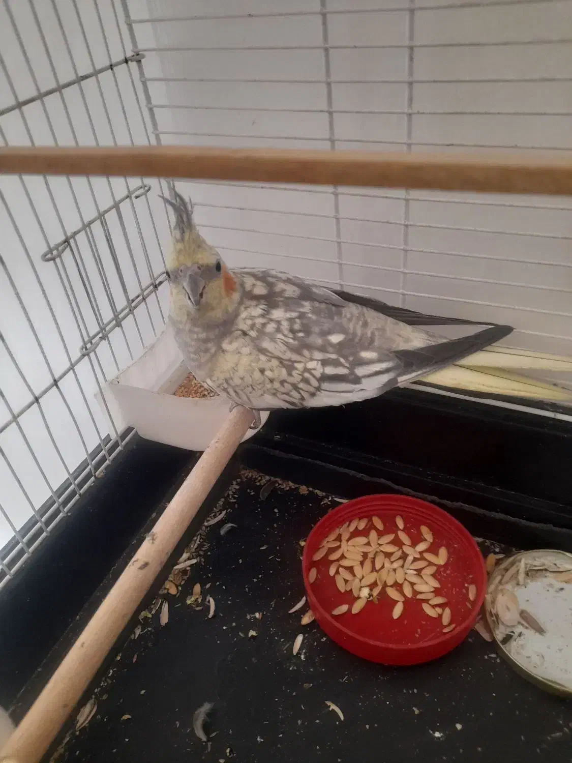 عروس هلندی با قفس|پرنده|شاهین‌شهر, گرگاب|دیوار