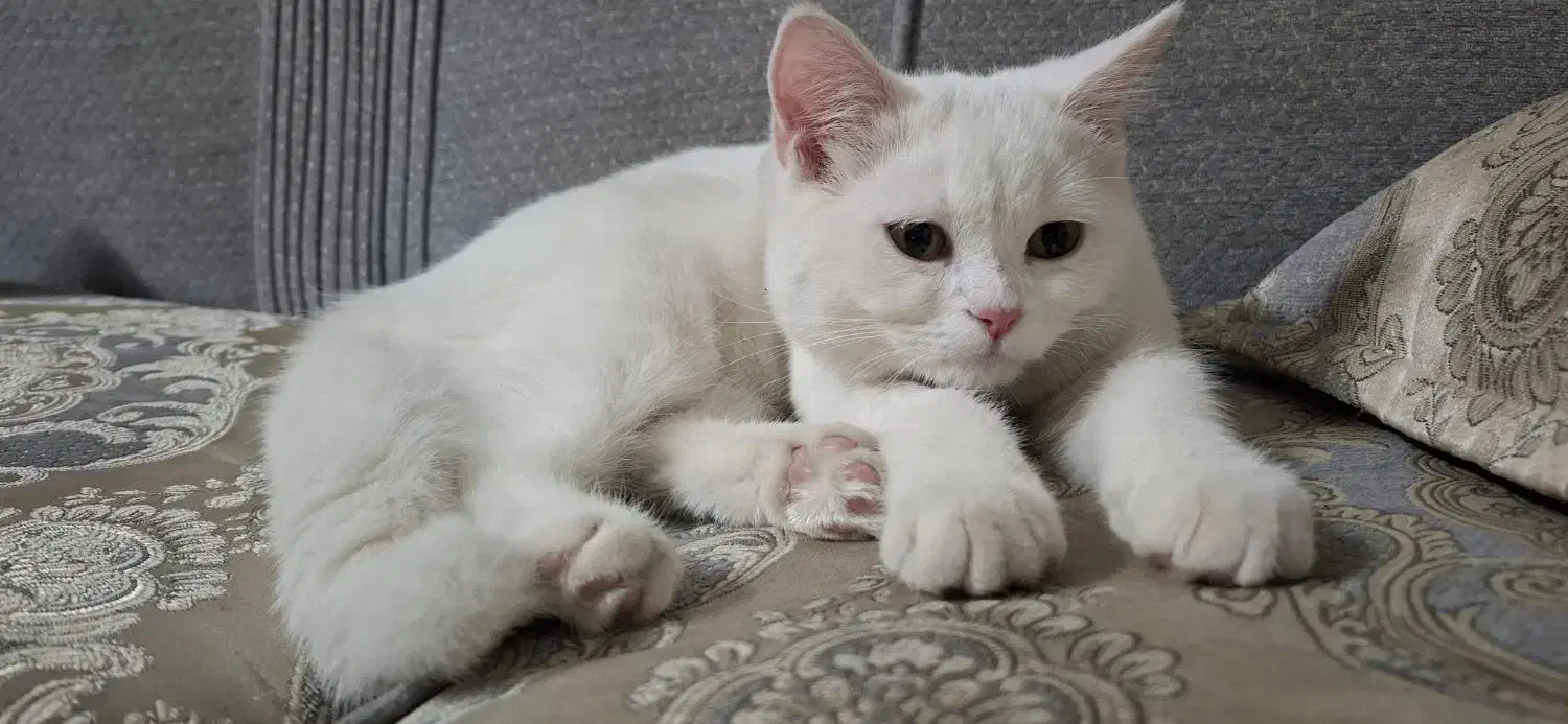 گربه بریتیش نر۴ ماهه با تمام وسایل|گربه|ری, دولتآباد|دیوار