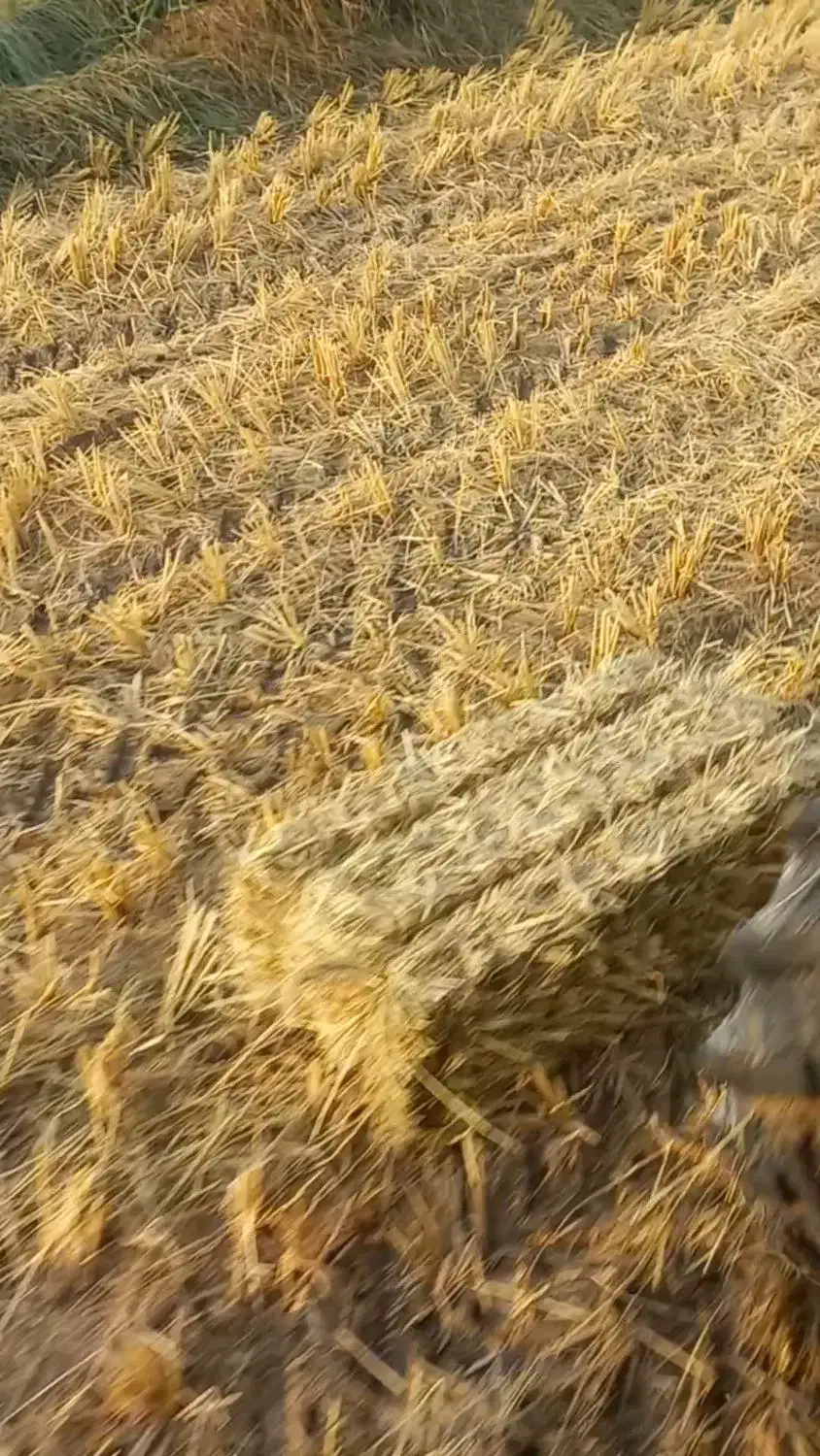 کمل ،کاه شالی|لوازم جانبی حیوانات|دابودشت, |دیوار