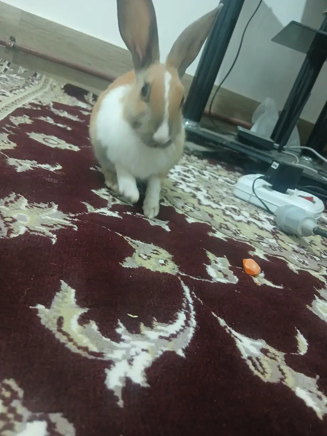 خر گوش خانگی|موش و خرگوش|میانه, |دیوار