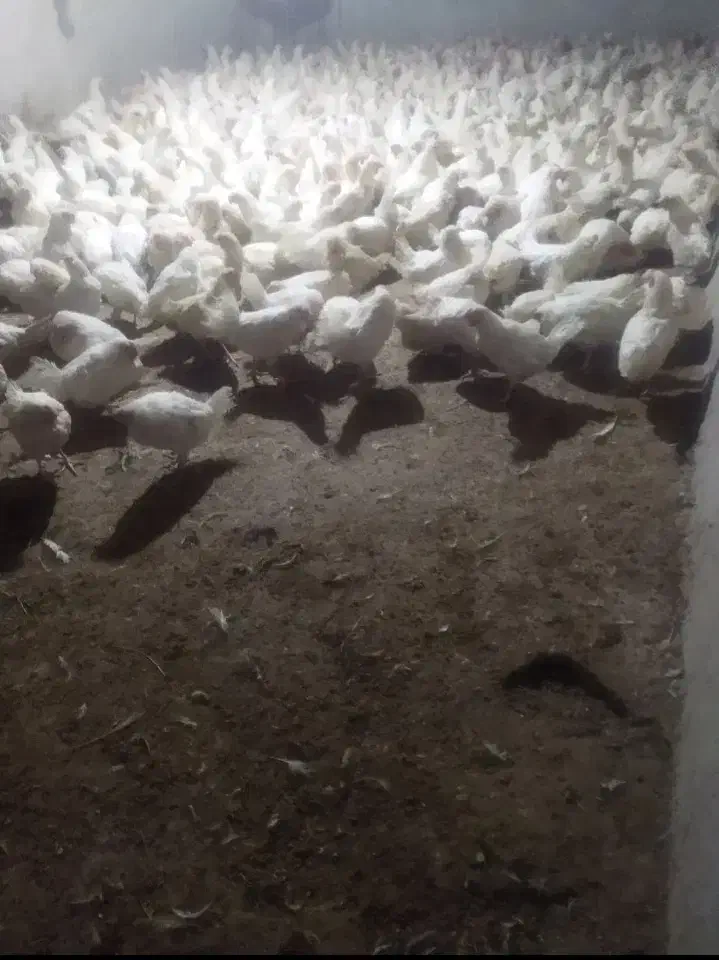 مرغ|حیوانات مزرعه|خوی, |دیوار