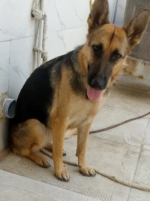 سگ ماده ژرمن|سگ|اهواز, کوی علوی|دیوار