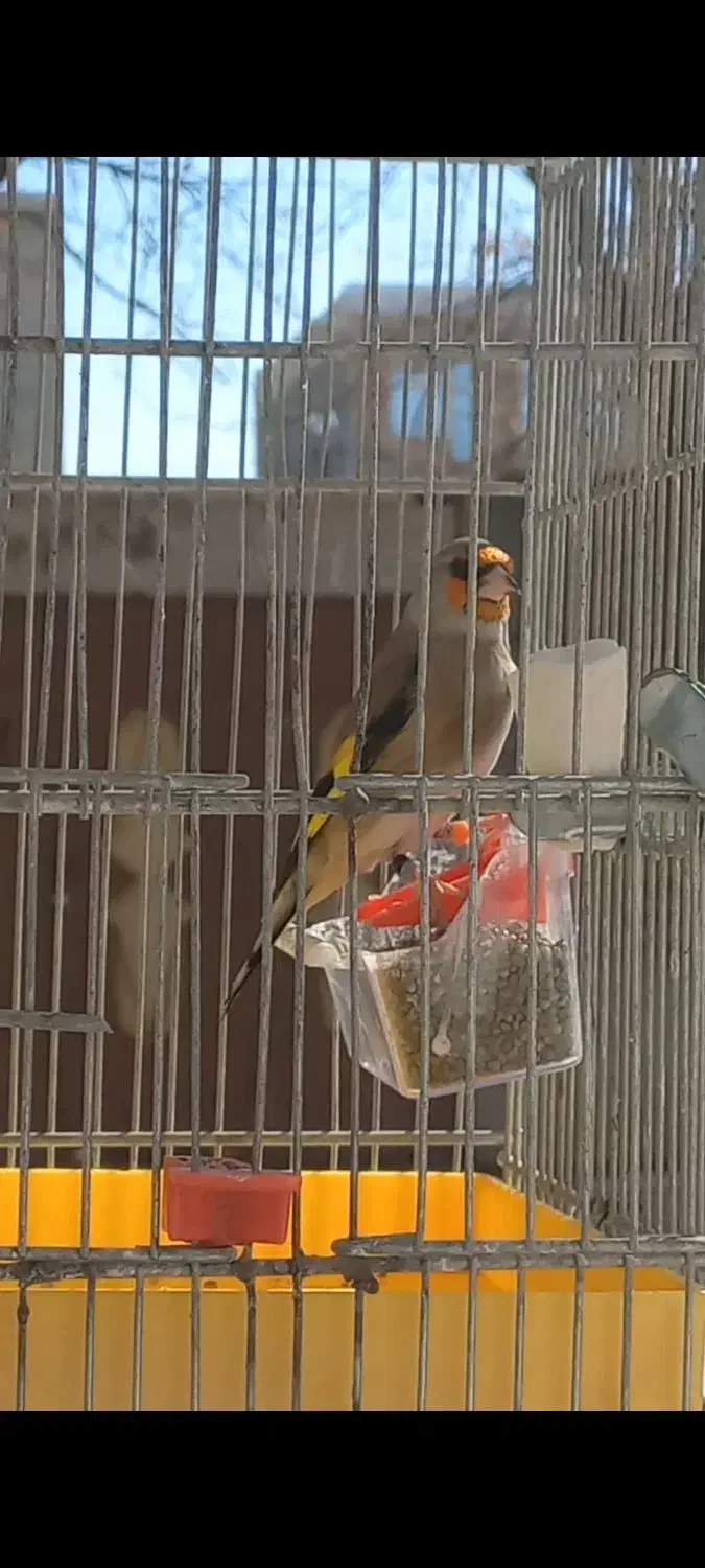 سهره دو رگ کرمونی|پرنده|تهران, امیریه|دیوار