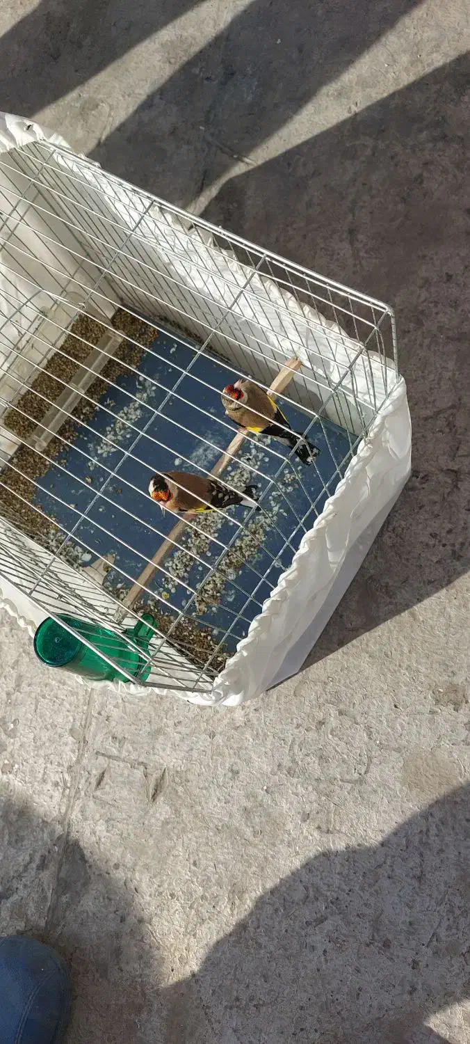 ماده سهره|پرنده|ری, شهرک نظامی|دیوار