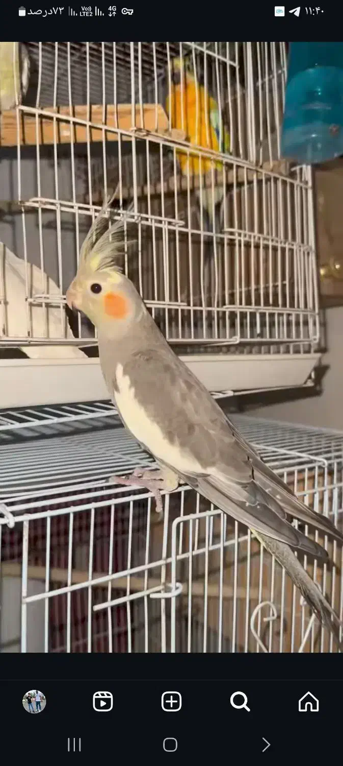 عروس هلندی رنگ خودعکس|پرنده|تایباد, |دیوار