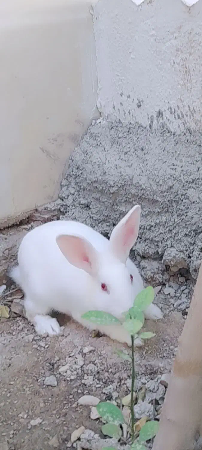 خرگوش سفید چشم قرمز|موش و خرگوش|کازرون, |دیوار