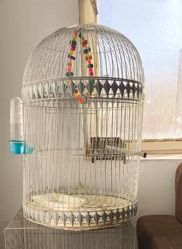 قفس برای مرغ عشق عروس هلندی فنچ کوتوله|لوازم جانبی حیوانات|گلبهار, شهر جدید گلبهار|دیوار