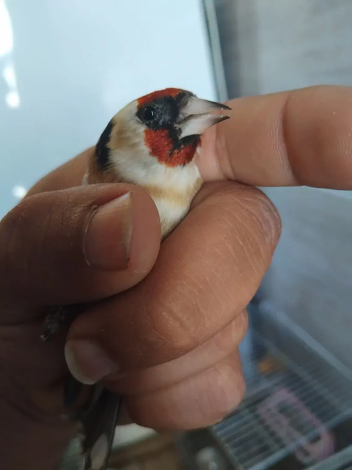 سهره|پرنده|تیکمه داش, |دیوار