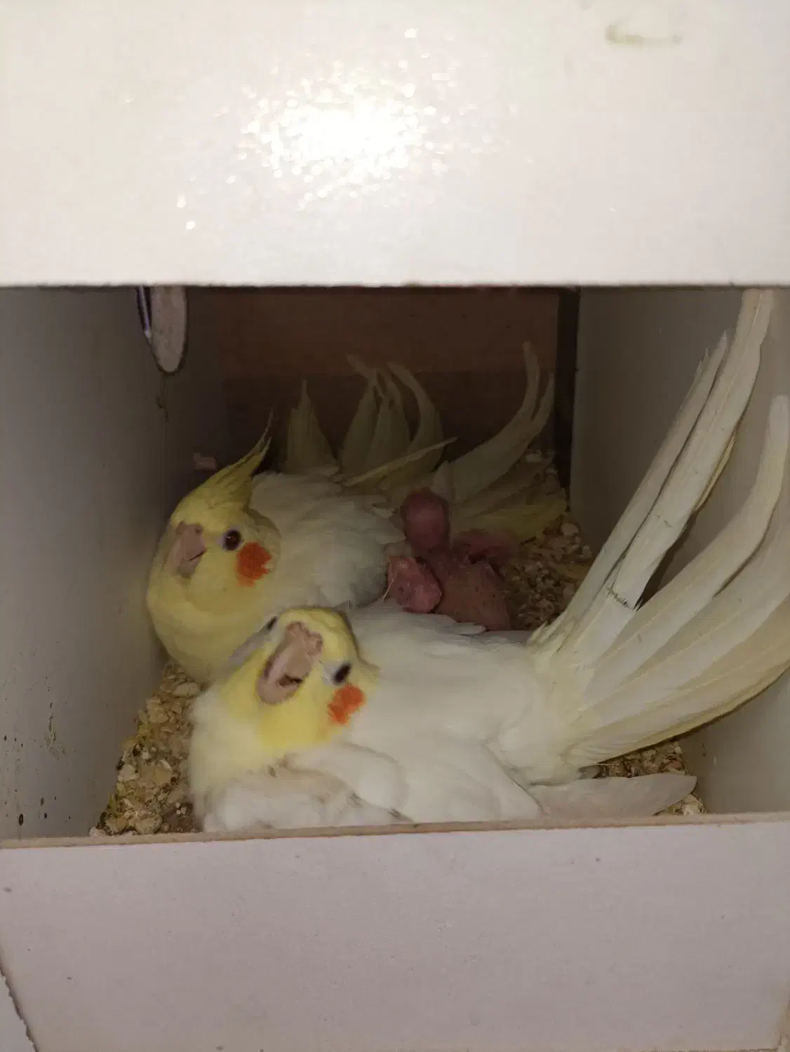 عروس هلندی|پرنده|کاشان, سیفی آباد|دیوار